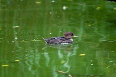 Kappensäger (2 von 3).jpg